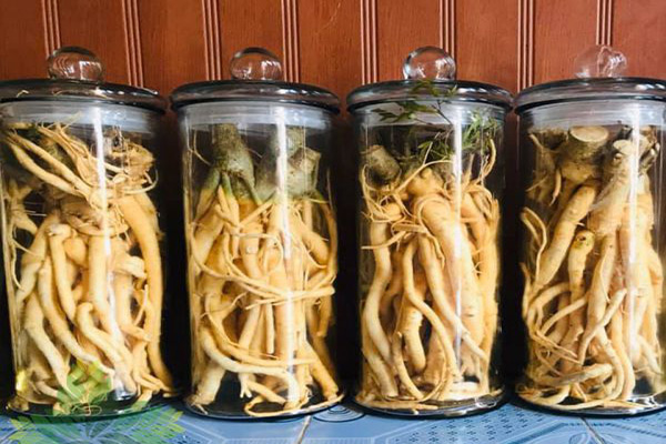 Giá rượu đinh lăng 2