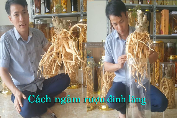 Tác dụng của rượu đinh lăng 2 Tác dụng của rượu đinh lăng 2