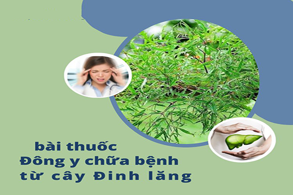 đinh lăng 4