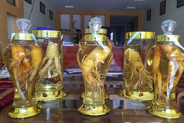 Tác dụng của rượu đinh lăng 1 Tác dụng của rượu đinh lăng 1