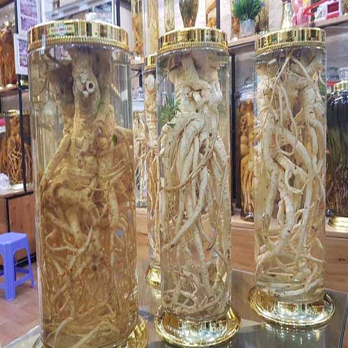 đinh lăng ngâm rượu 6