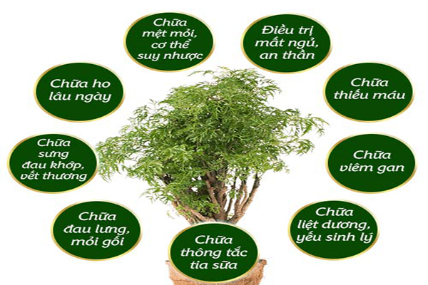 đinh lăng 3