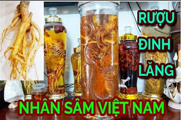 Tác dụng của rượu đinh lăng 4