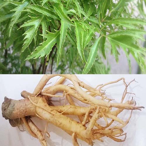 Bộ phận dùng làm thuốc của cây đinh lăng 4
