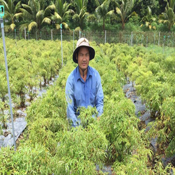 Làng trồng, buôn đinh lăng độc lạ nhất Việt Nam 3
