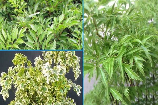 Cách phân biệt đinh lăng thật giả 2