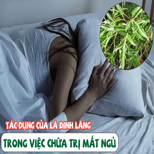 Công dụng của lá đinh lăng trong việc trị bệnh mất ngủ