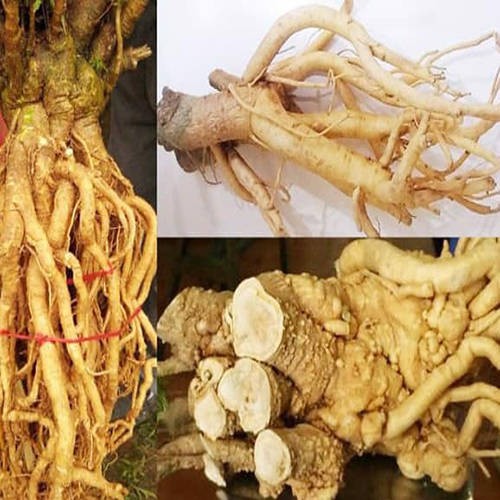 Củ đinh lăng bao nhiêu năm tuổi là tốt nhất 3