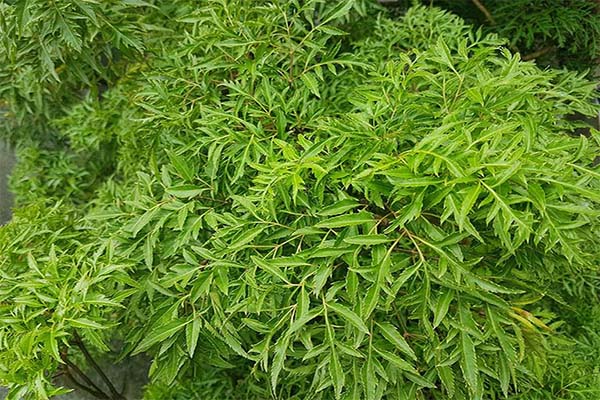 Cách phân biệt đinh lăng thật giả 1