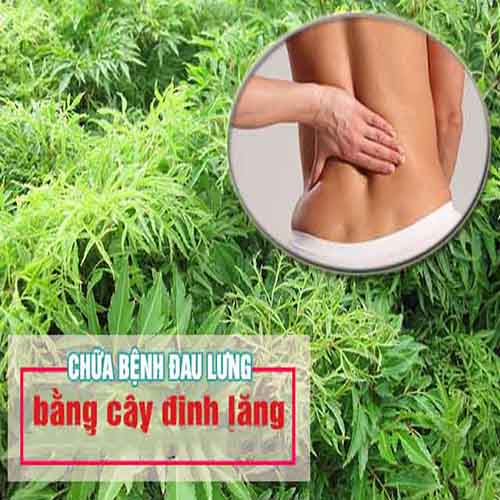 Chữa đau lưng bằng củ đinh lăng cần chú ý gì 2