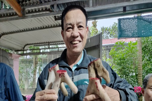 Nhưng hươu 2