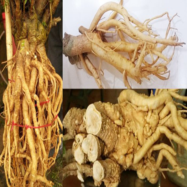 Cách phân biệt đinh lăng thật giả 8