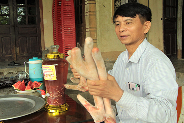 Nhung hươu