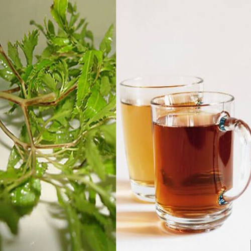 Những người không nên uống lá đinh lăng 5