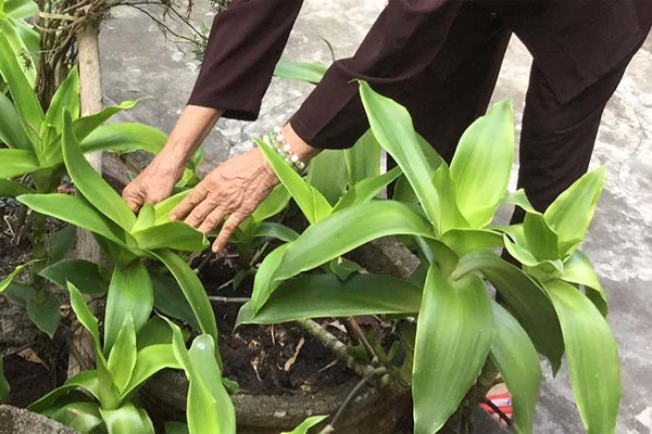 cây lược vàng ngâm rượu tại Hải Phòng 2