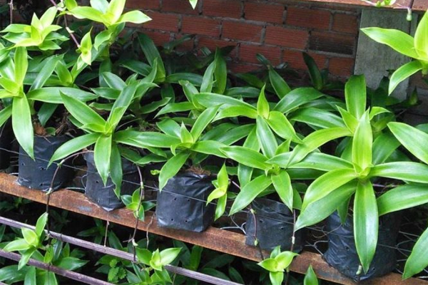 cây lược vàng ngâm rượu tại Hải Phòng 5
