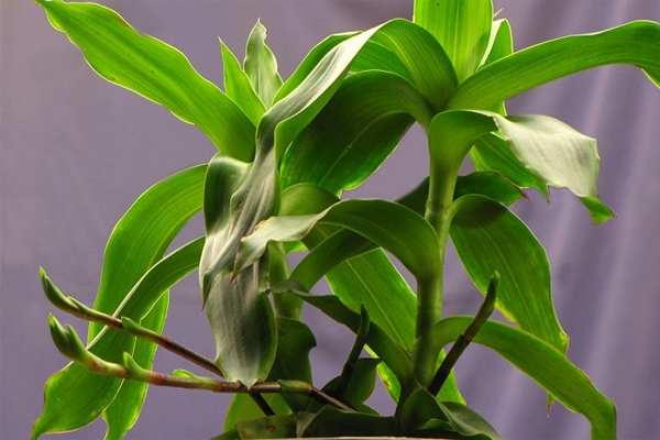 cây lược vàng ngâm rượu tại Hải Phòng 7