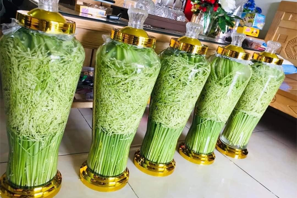 đòng đòng ngâm rượu tại Hải Phòng 2
