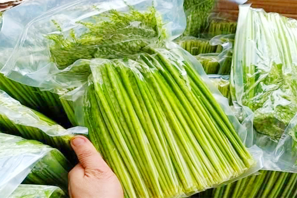 đòng đòng ngâm rượu tại Hải Phòng 4
