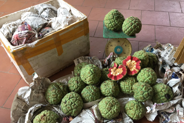 na rừng ngâm rượu tại Hải Phòng 6