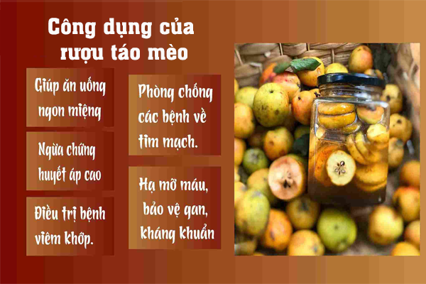 tác dụng của rượu táo mèo 1