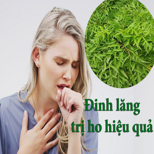 Cách trị ho bằng đinh lăng 4