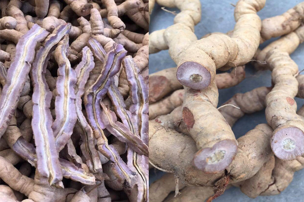 ba kích tím ngâm rượu tại Bắc Giang 1