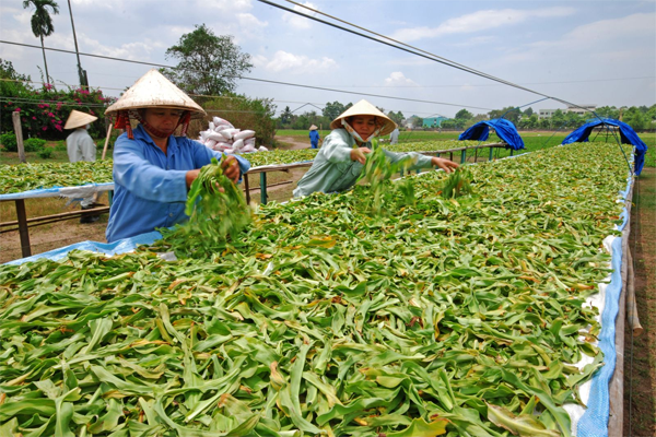 ba kích tím ngâm rượu tại Bắc Giang 3