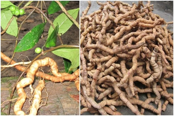 ba kích tím ngâm rượu tại Bắc Giang 6