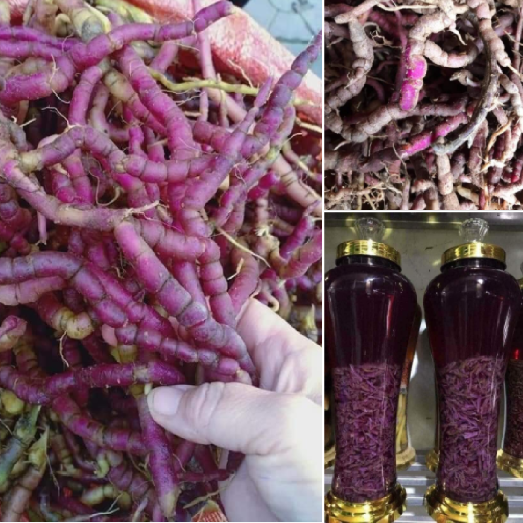 địa chỉ mua ba kích tím ngâm rượu tại Thành Phố Hồ Chí Minh 1
