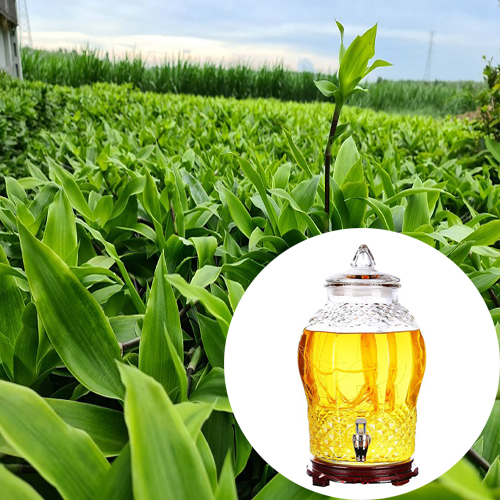 địa chỉ mua cây lược vàng ngâm rượu tại Đà Nẵng 1