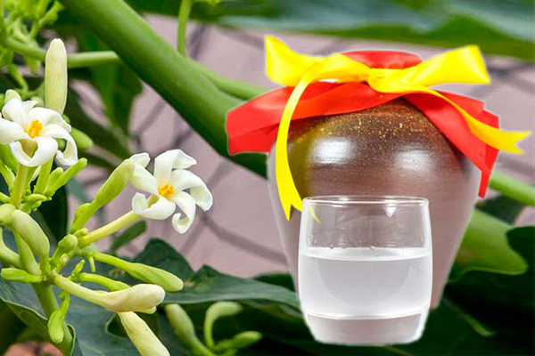 địa chỉ mua hoa đu đủ đực ngâm rượu tại Hà Nội 1