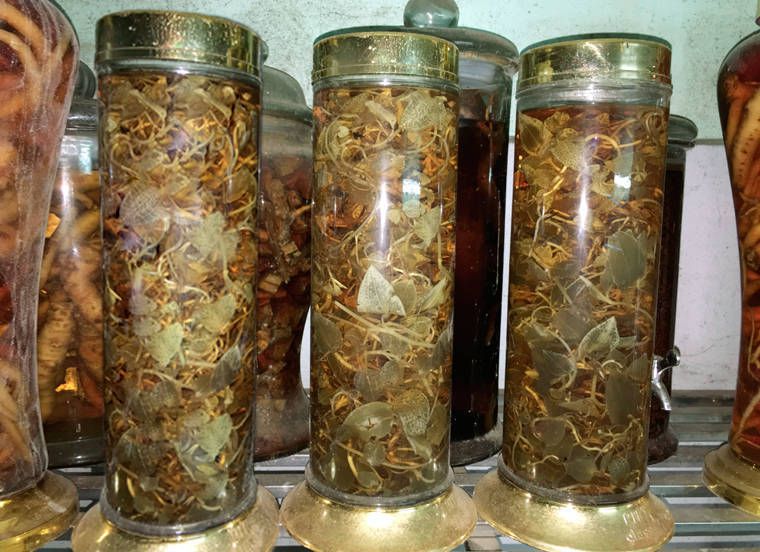 địa chỉ mua lan kim tuyến ngâm rượu tại Thành Phố Hồ Chí Minh 1