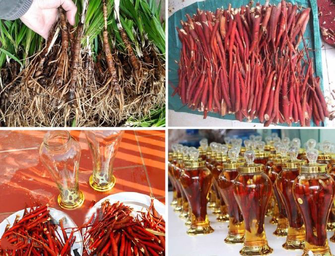 địa chỉ mua sâm cau ngâm rượu tại Hà Nội 1