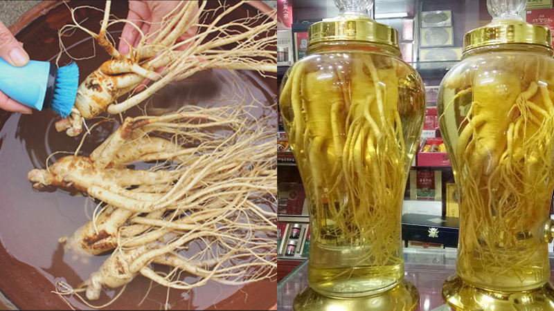 địa chỉ mua sâm đất ngâm rượu tại Hà Nội 1