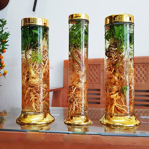 địa chỉ mua sâm đương quy ngâm rượu tại Đà Nẵng 1
