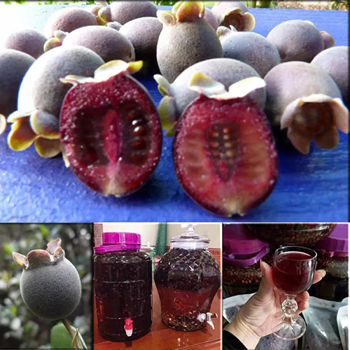 địa chỉ mua sim ngâm rượu tại Hải Phòng 1