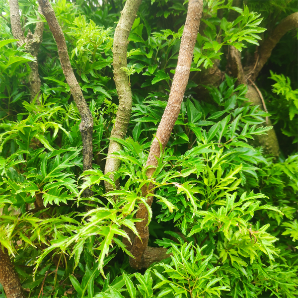 đinh lăng ngâm rượu tại Bắc Giang 1