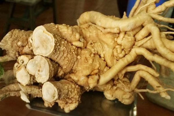 đinh lăng ngâm rượu tại Bắc Giang 4
