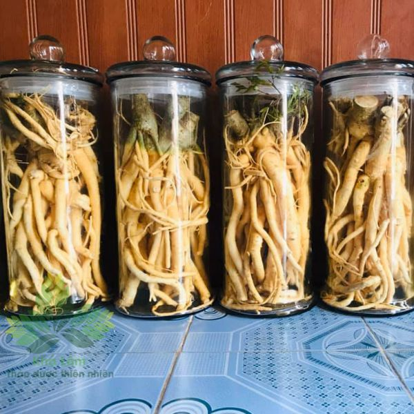 đinh lăng ngâm rượu tại Bắc Giang 6