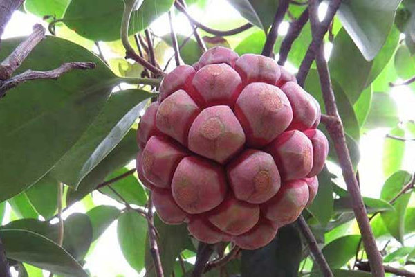 na rừng ngâm rượu tại Bắc Giang 3