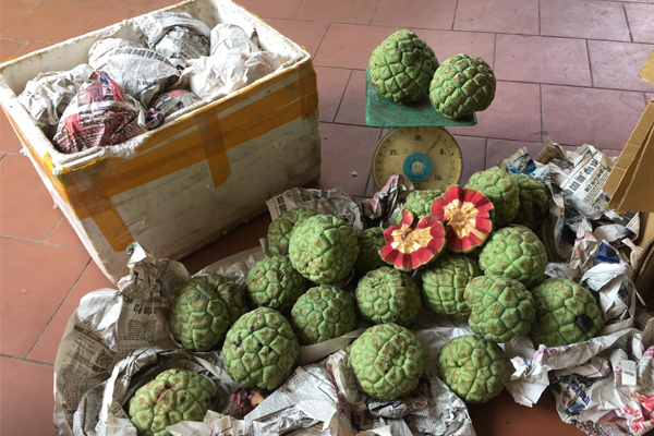 na rừng ngâm rượu tại Bắc Giang 2