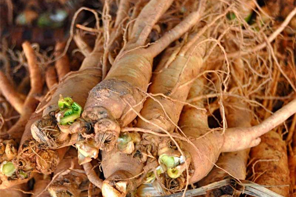 sâm đương quy ngâm rượu tại Bắc Giang 2