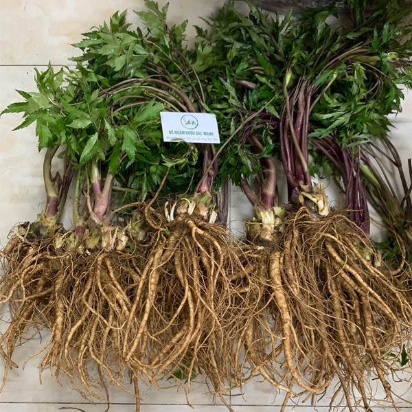 sâm đương quy ngâm rượu tại Bắc Giang 3