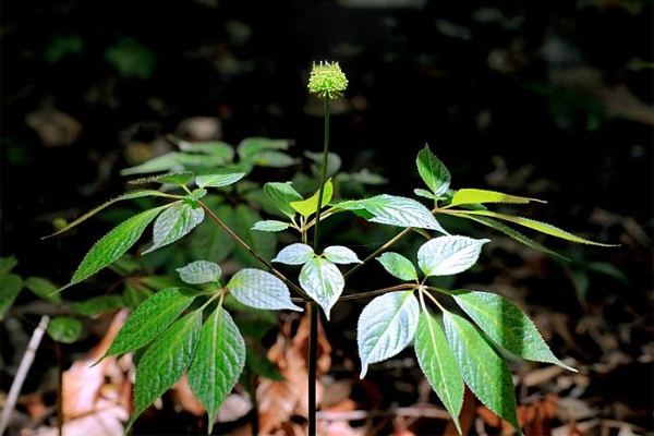sâm ngọc linh ngâm rượu tại Bắc Giang 7