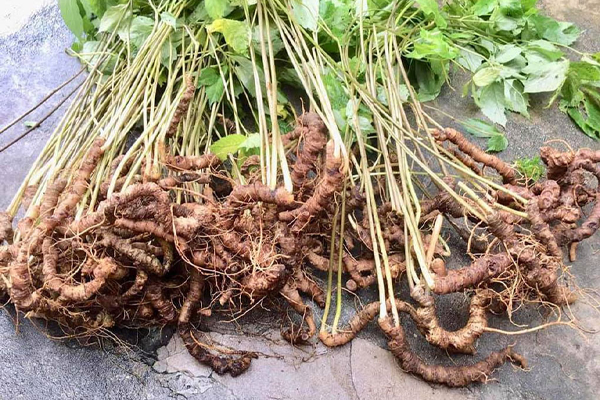 sâm ngọc linh ngâm rượu tại Bắc Giang 4