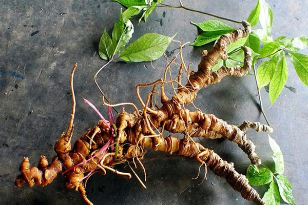 sâm ngọc linh ngâm rượu tại Bắc Giang 6