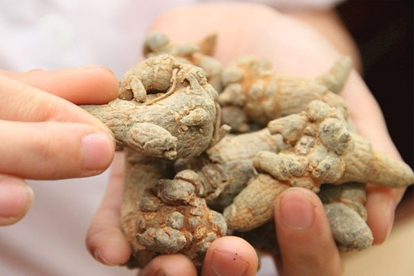tam thất ngâm rượu tại Bắc Giang 1