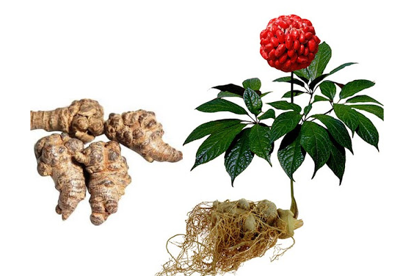 tam thất ngâm rượu tại Bắc Giang 2