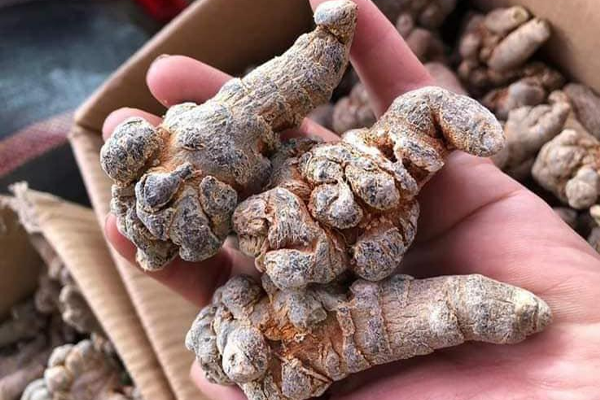 tam thất ngâm rượu tại Bắc Giang 5